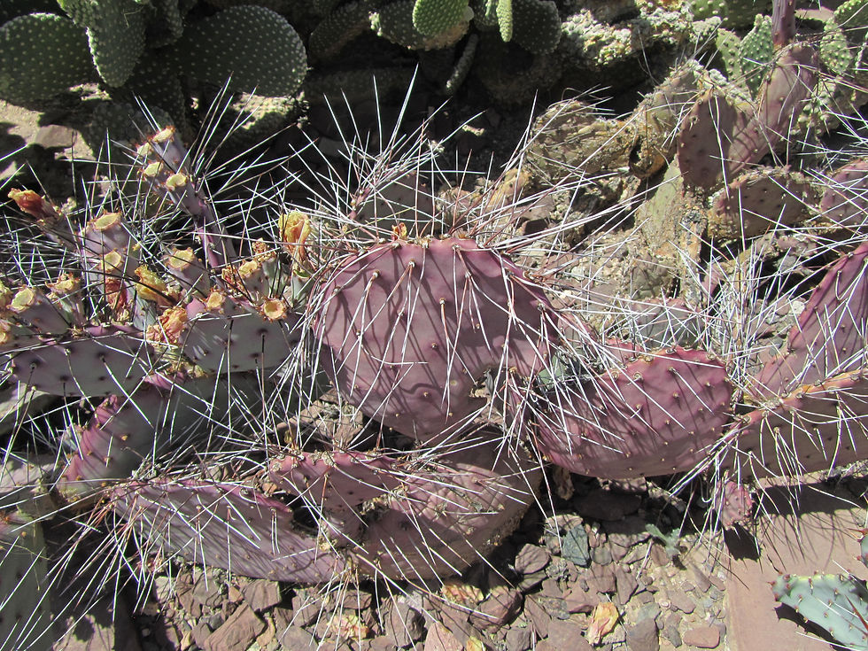 Opuntia macrocentra