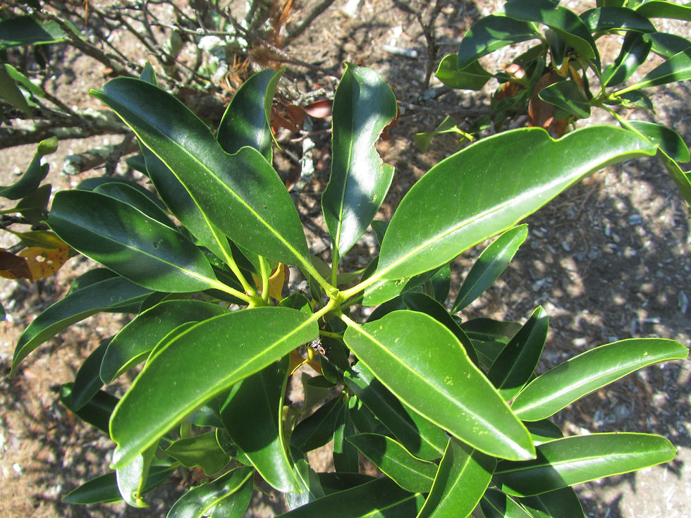 Kalmia latifolia
