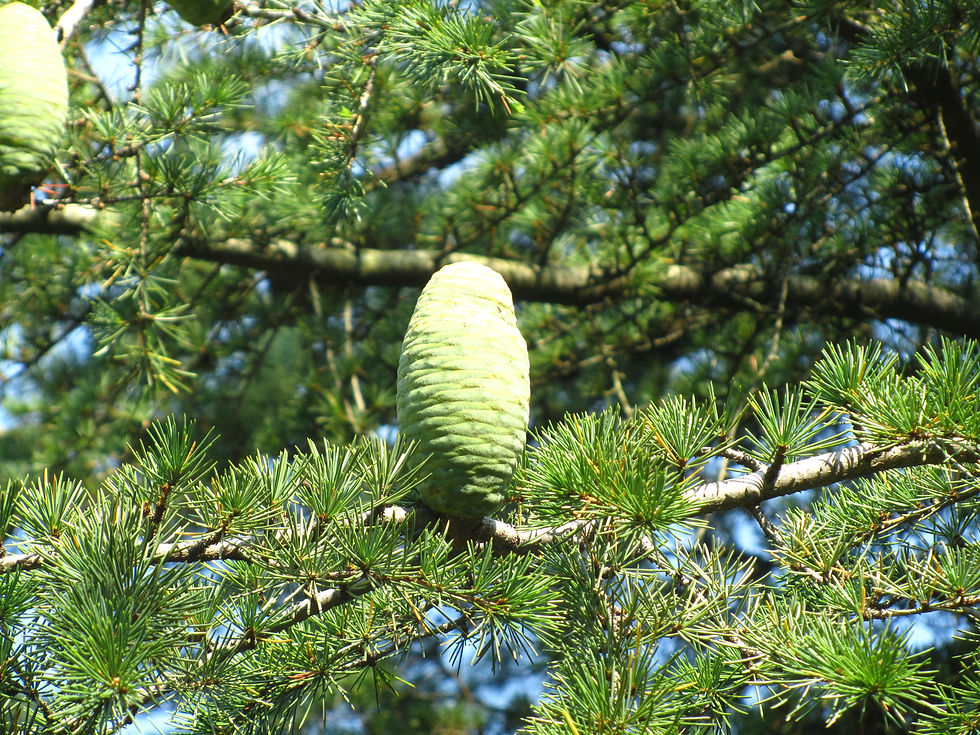 Cedrus libani