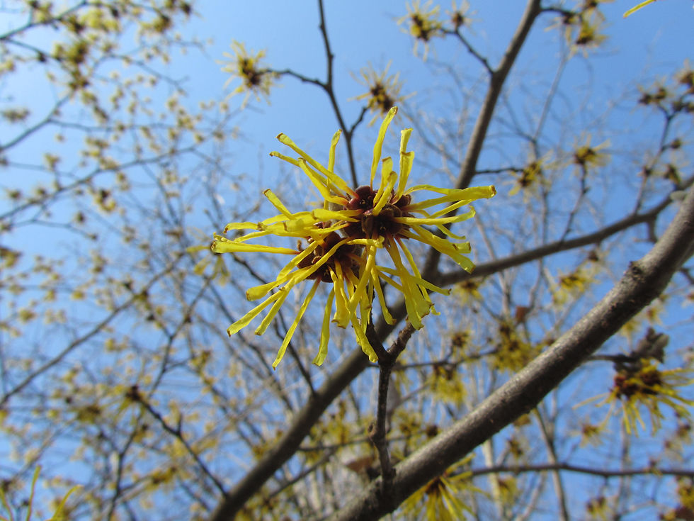 Hamamelis mollis