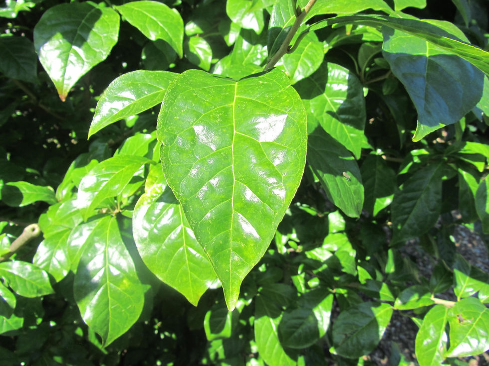 Orixa japonica