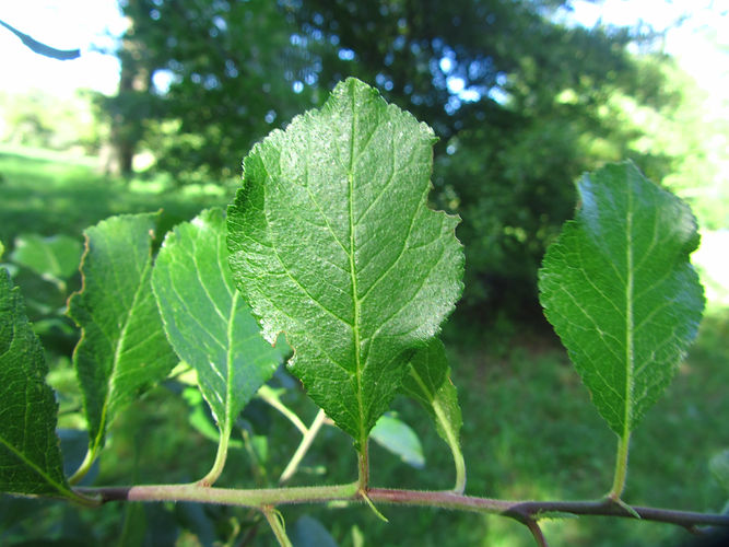 IMG_2203 (Populus tremuloides).jpg