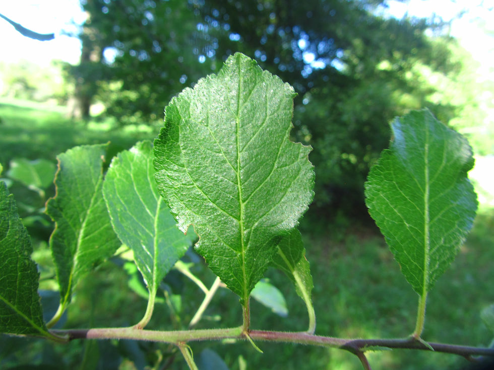 Prunus spinosa