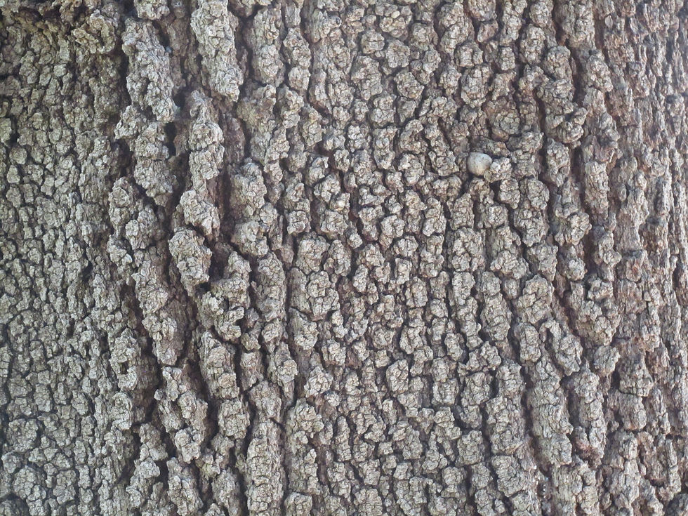 Pistacia atlantica