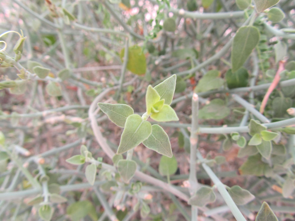 Justicia californica