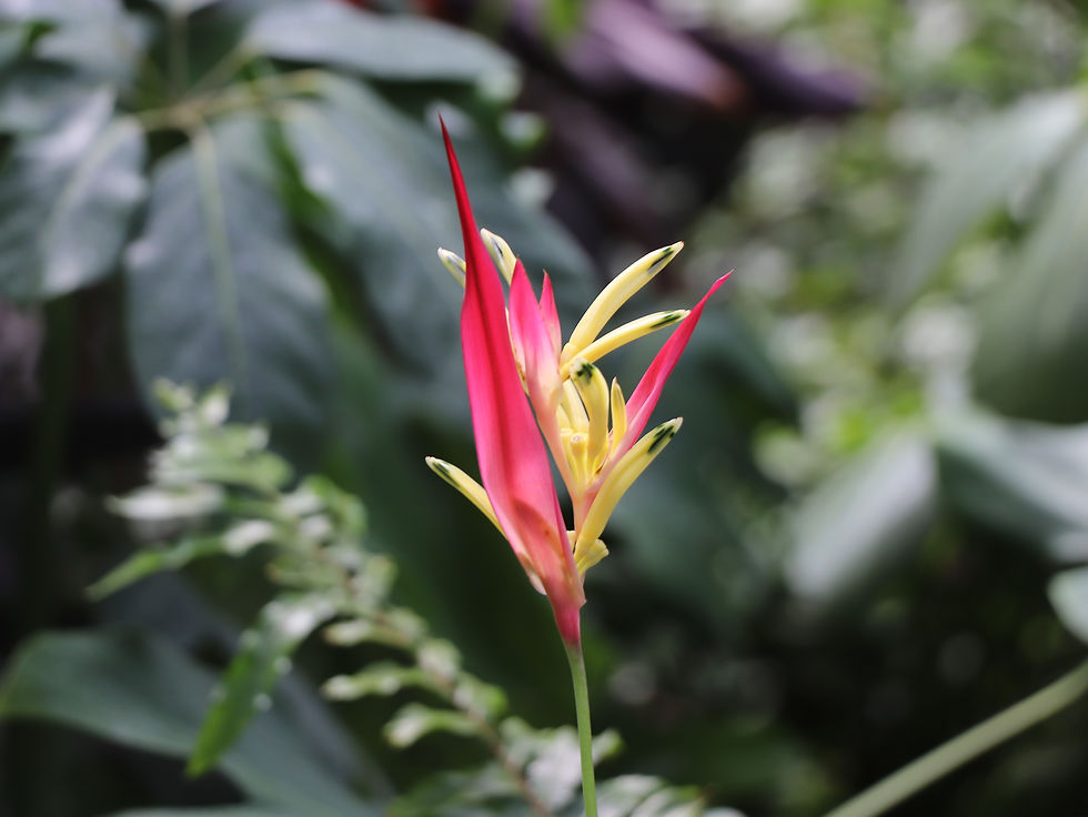 Heliconia psittacorum 'Lady Di'