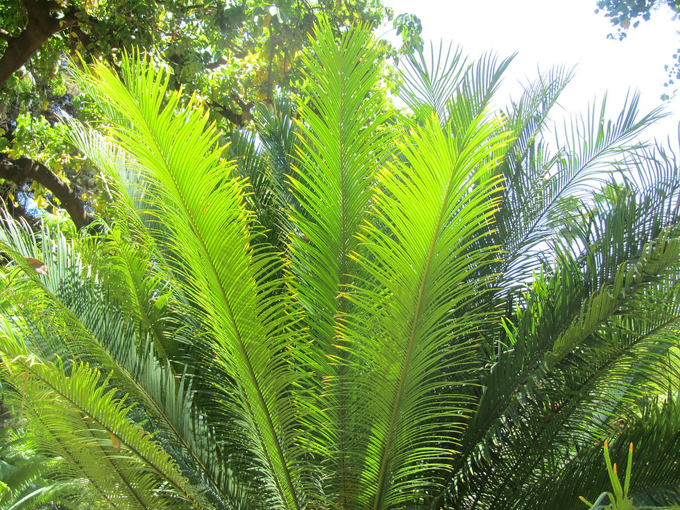 Cycas taitungensis
