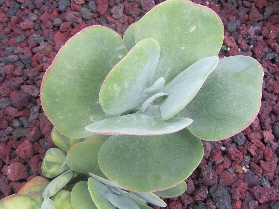 Kalanchoe tetraphylla