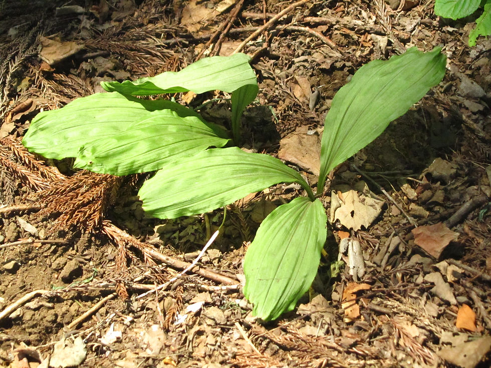 Calanthe discolor