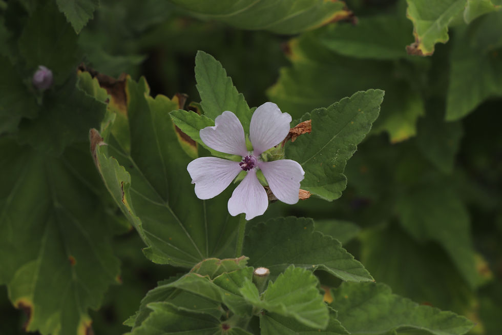 Althaea officinalis
