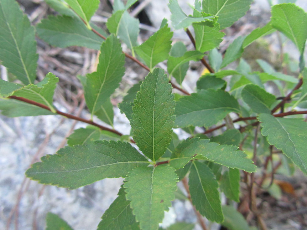 Spiraea alba var. latifolia