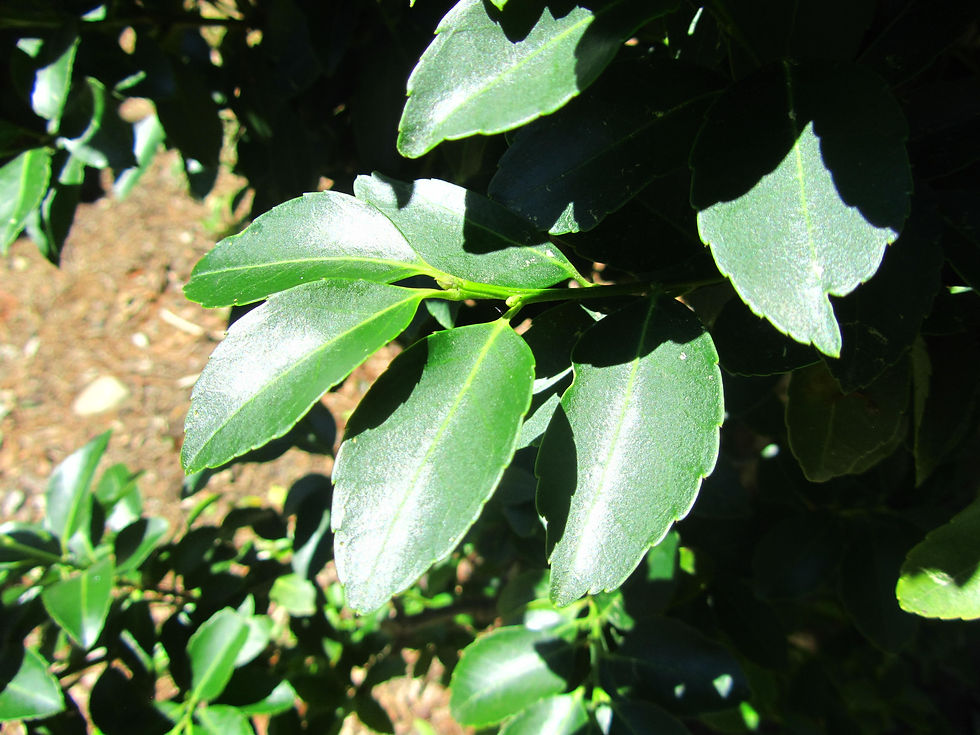 Ilex shennongjiaensis