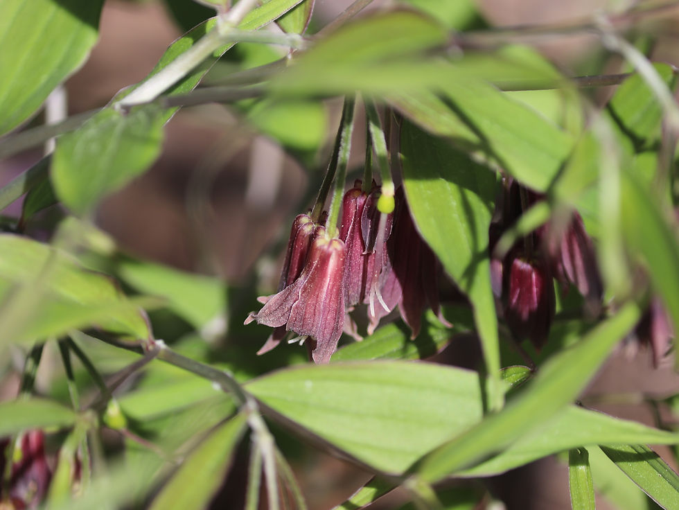 Disporum cantoniense