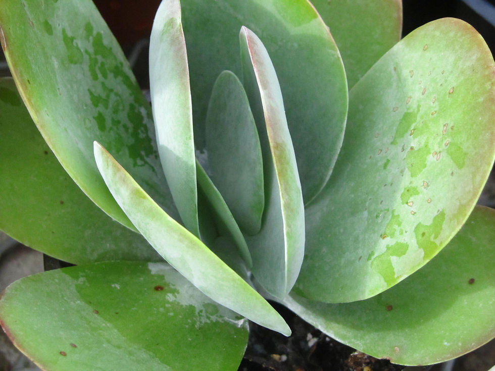 Kalanchoe tetraphylla