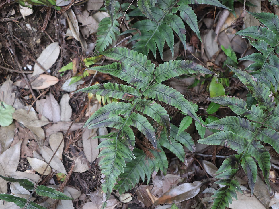 Anisocampium sheareri