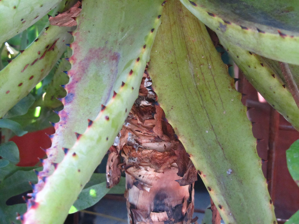 Aloe broomii