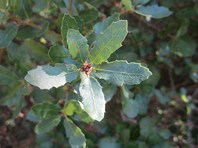 IMG_2203 (Populus tremuloides).jpg