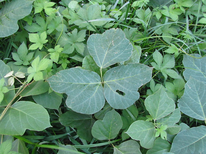 IMG_2203 (Populus tremuloides).jpg