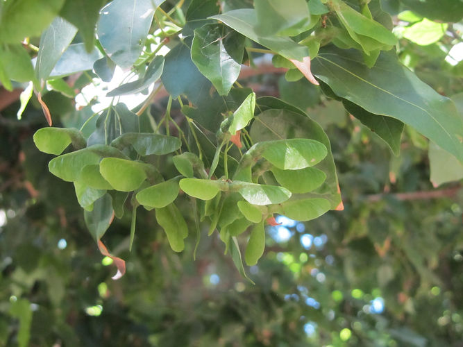 IMG_2203 (Populus tremuloides).jpg