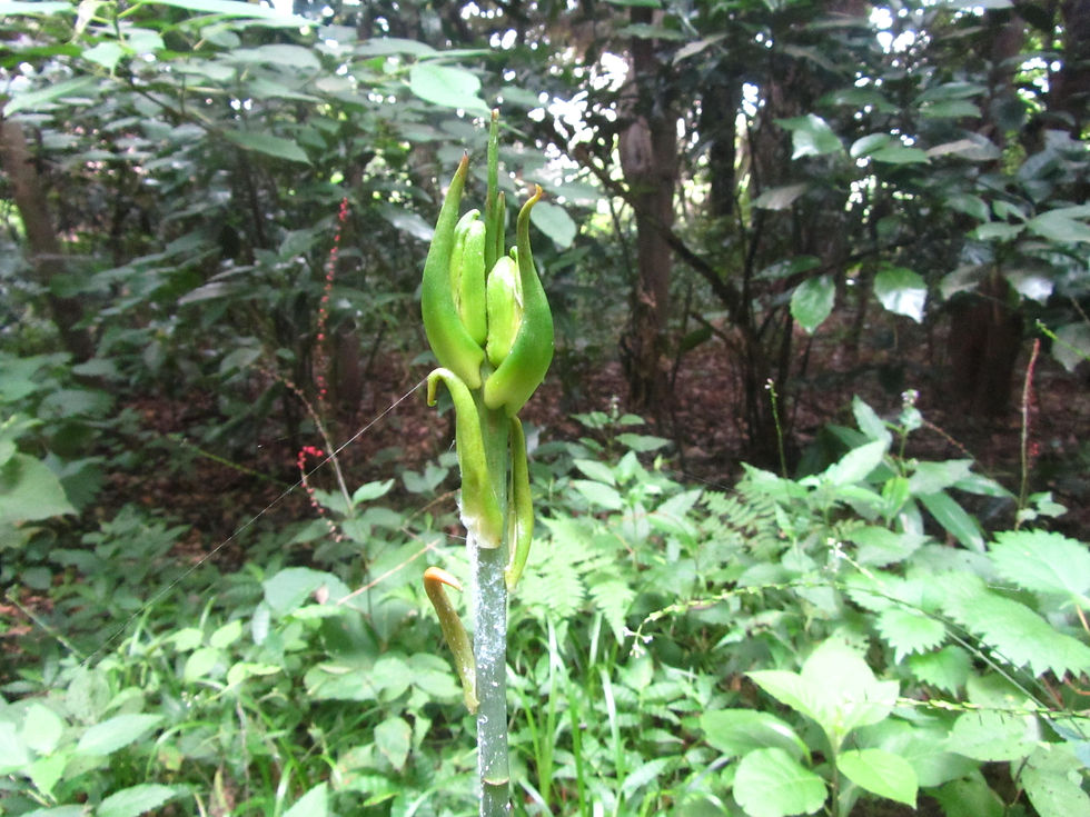Cardiocrinum cordatum
