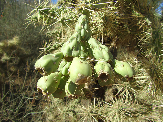 IMG_2203 (Populus tremuloides).jpg
