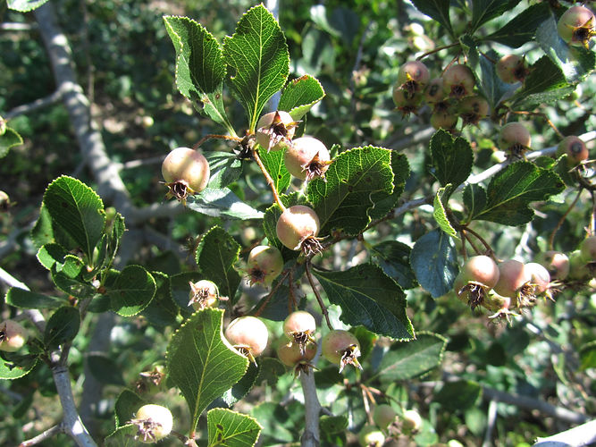 IMG_2203 (Populus tremuloides).jpg