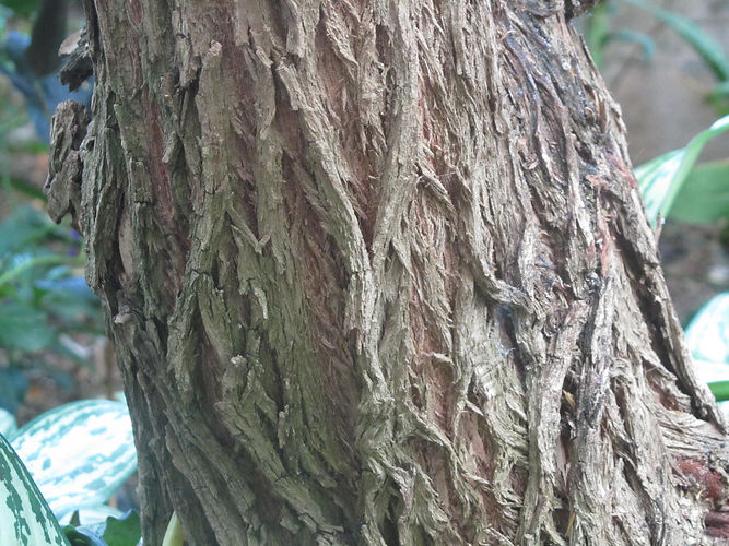 IMG_2203 (Populus tremuloides).jpg
