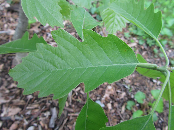 IMG_2203 (Populus tremuloides).jpg