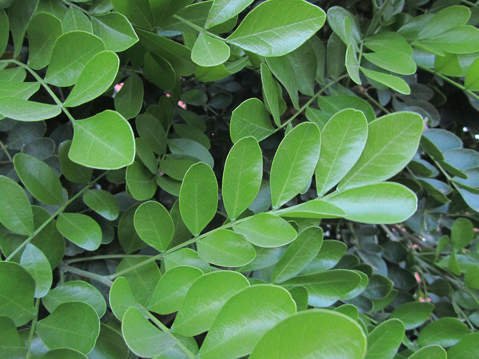 Dermatophyllum secundiflorum