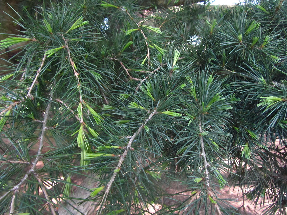 Cedrus deodara