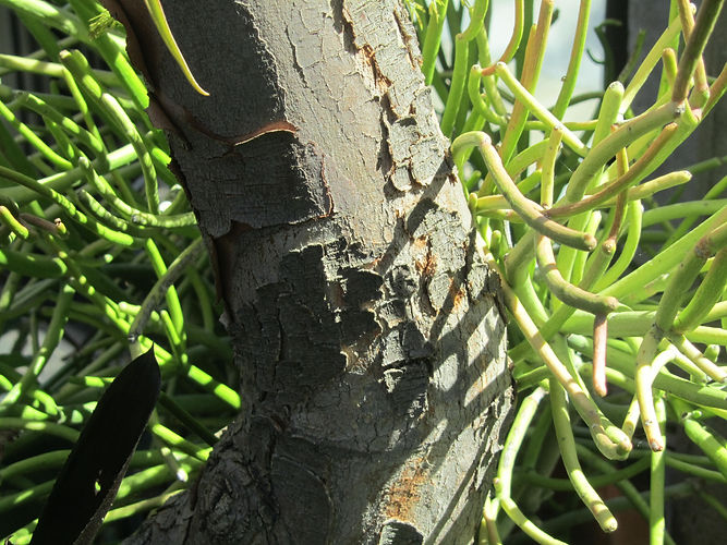 IMG_2203 (Populus tremuloides).jpg