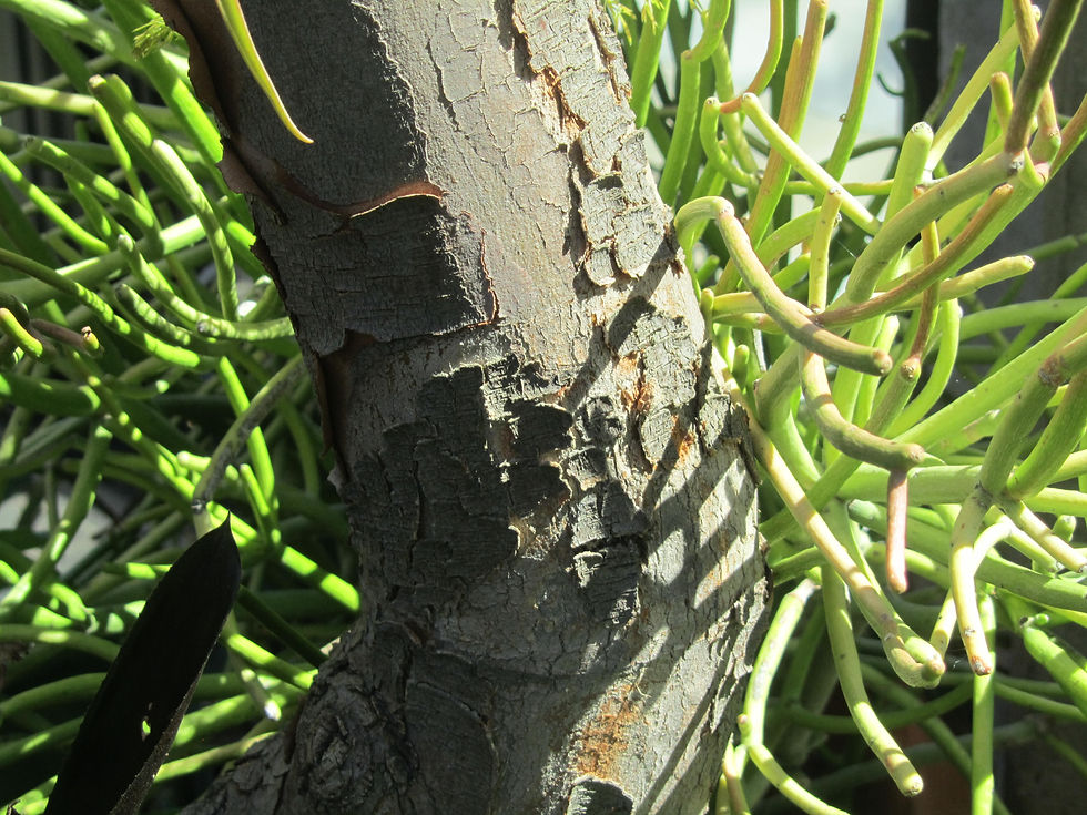 Corymbia ficifolia