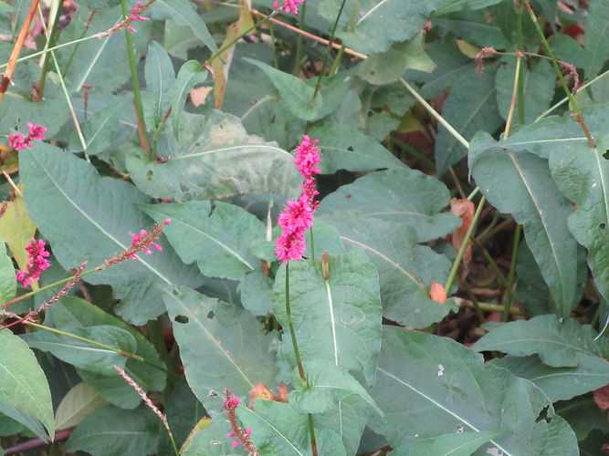 IMG_2203 (Populus tremuloides).jpg