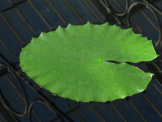 IMG_2203 (Populus tremuloides).jpg