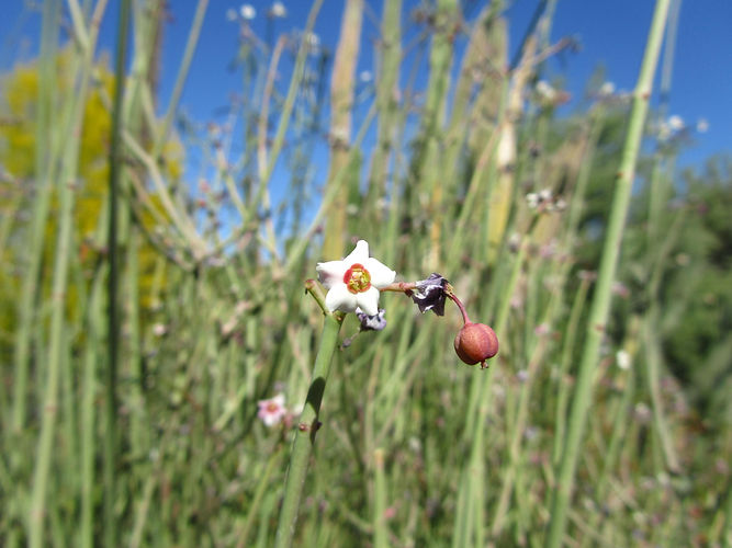 IMG_2203 (Populus tremuloides).jpg