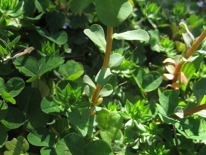 IMG_2203 (Populus tremuloides).jpg