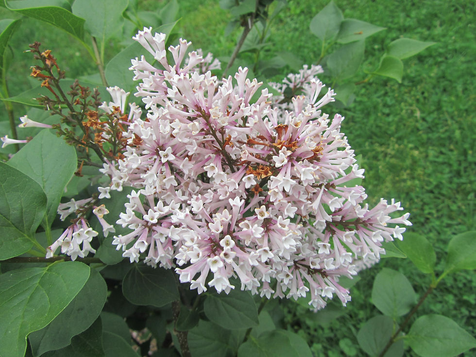 Syringa pubescens ssp. microphylla