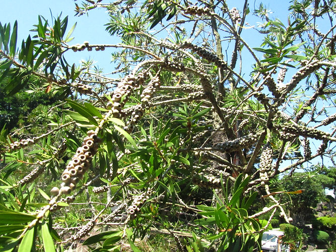 IMG_2203 (Populus tremuloides).jpg