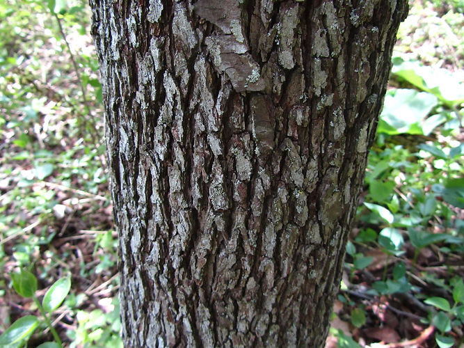 IMG_2203 (Populus tremuloides).jpg