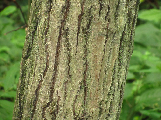 IMG_2203 (Populus tremuloides).jpg