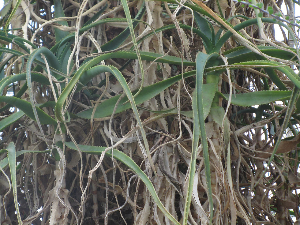 Aloe helenae