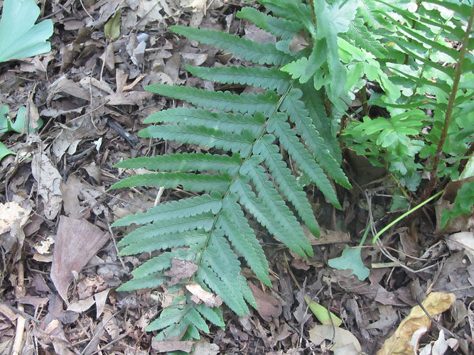 IMG_2203 (Populus tremuloides).jpg
