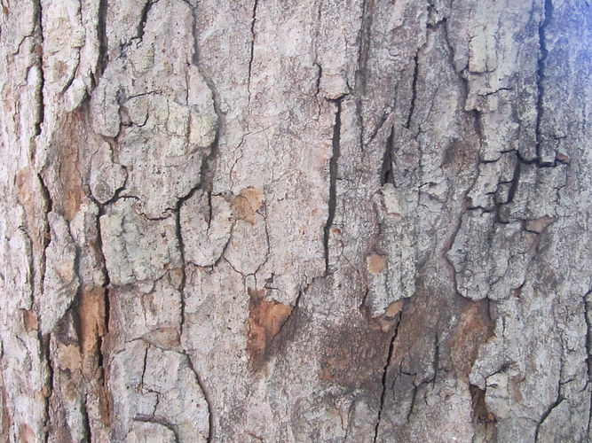 IMG_2203 (Populus tremuloides).jpg