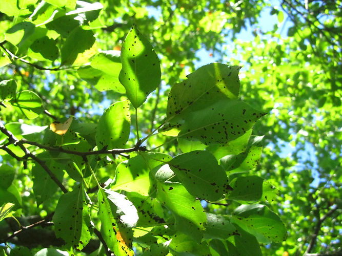IMG_2203 (Populus tremuloides).jpg