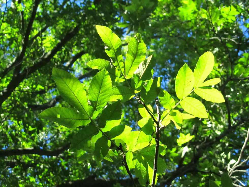 Carya cordiformis