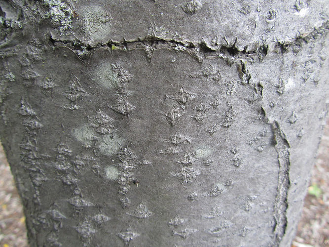 IMG_2203 (Populus tremuloides).jpg