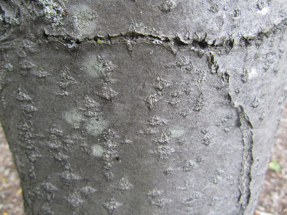 Aria edulis