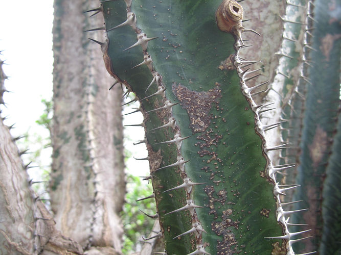 IMG_2203 (Populus tremuloides).jpg
