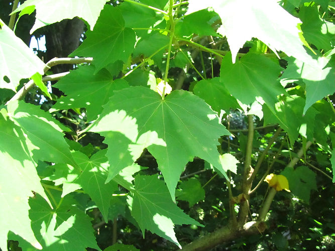 IMG_2203 (Populus tremuloides).jpg