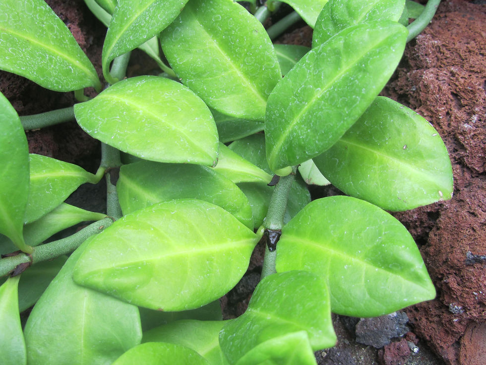 Psychotria boninensis